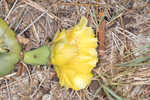 Common pricklypear